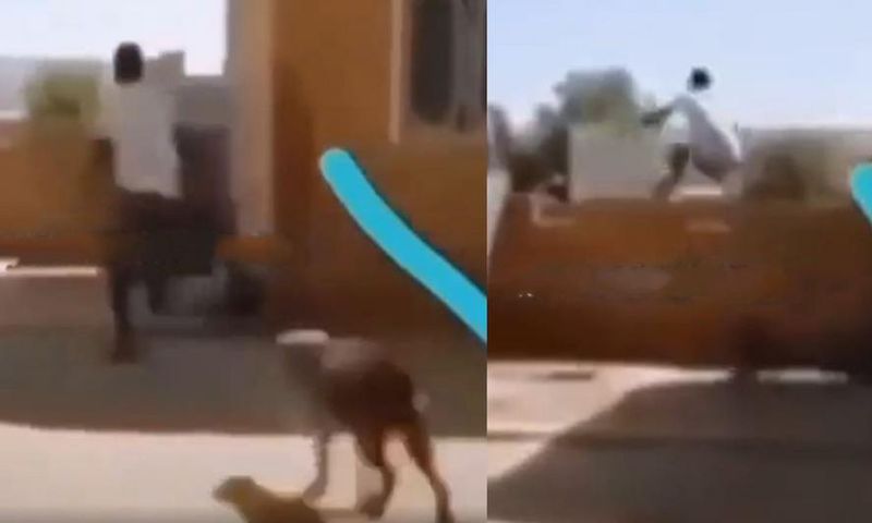 Man being chased by wild bulldog jumps over tall fence wall without touching it