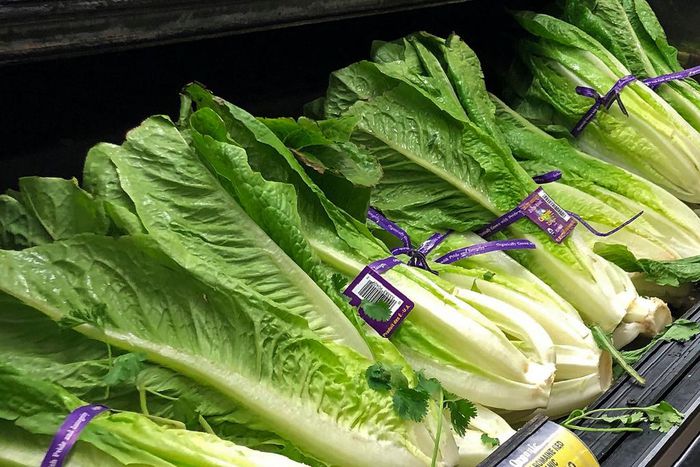 FILE - This Nov. 20, 2018 file photo shows Romaine Lettuce in Simi Valley, Calif.  U.S. health officials are telling people to avoid romaine lettuce grown in Salinas, Calif., Friday, Nov. 22, 2019,  as they investigate a food poisoning outbreak. They a...