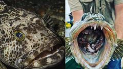 Pacific lingcod, a fish with 555 loses up to 20 everyday & grows them back immediately