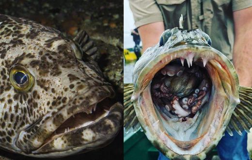 Pacific lingcod, a fish with 555 loses up to 20 everyday & grows them back immediately