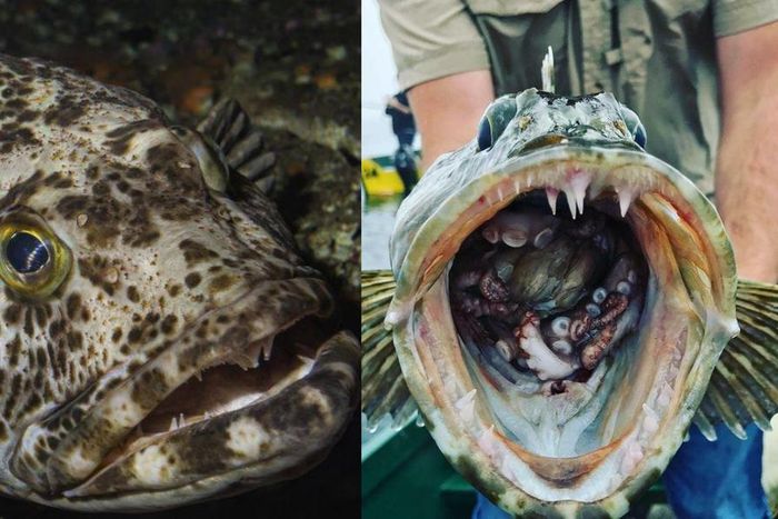 Pacific lingcod, a fish with 555 loses up to 20 everyday & grows them back immediately