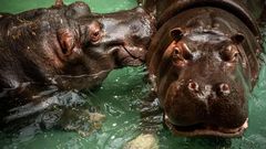 Hippo