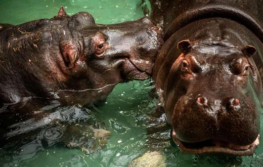 Hippo
