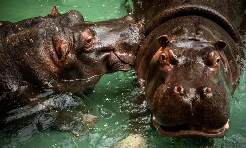Hippo