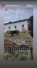 According to him, his decision to give his former boss 46 cows is was to represent his age.