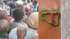 Landlord locks gate with live snake to prevent rent-owing tenants from entering