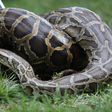 Python is the most exported animal from Ghana – Research reveals
