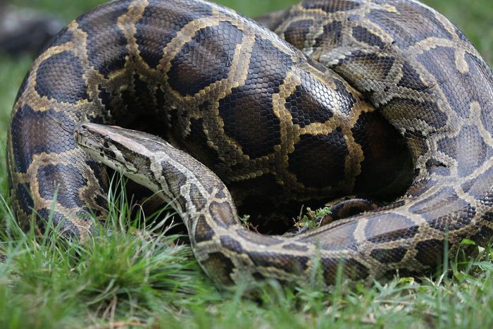 Python is the most exported animal from Ghana – Research reveals