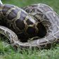 Python is the most exported animal from Ghana – Research reveals