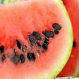 Watermelon seeds