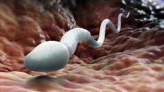 ___7339693___2017___9___19___15___sperm-count