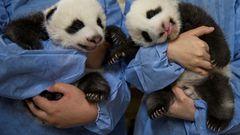 The panda cub twins from Beauval zoo