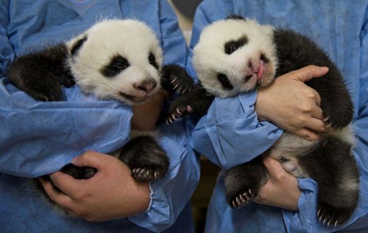 The panda cub twins from Beauval zoo