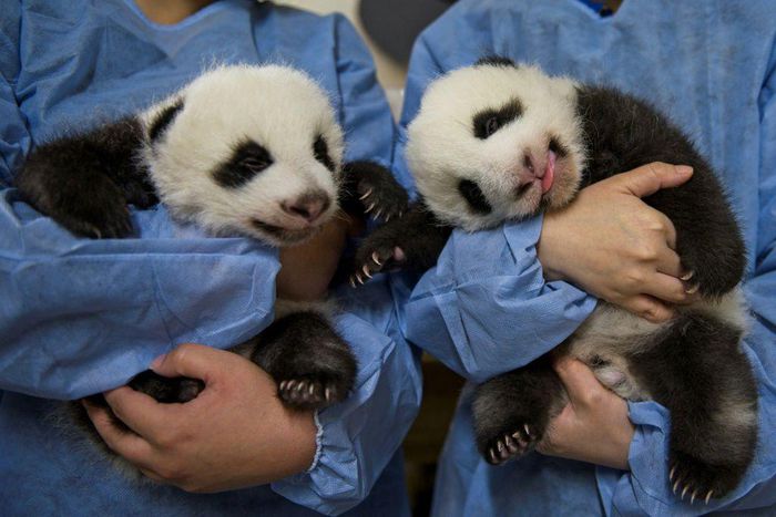 The panda cub twins from Beauval zoo