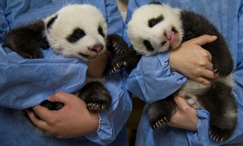 The panda cub twins from Beauval zoo