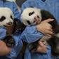 The panda cub twins from Beauval zoo