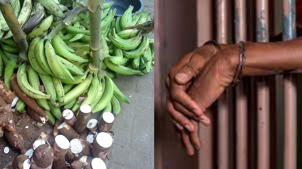 24-year-old Ghanaian unemployed man jailed 14 years for stealing plantain & cassava worth GH¢50
