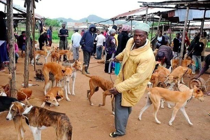 Government petitioned to ban trade, consumption of dog & cat meat