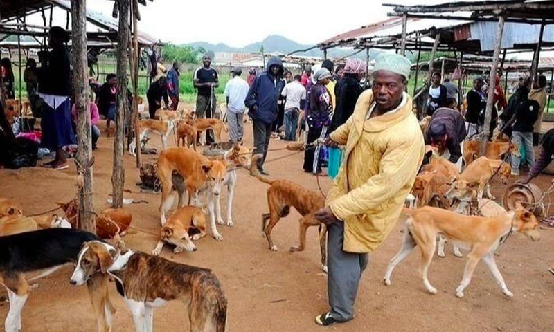 Government petitioned to ban trade, consumption of dog & cat meat