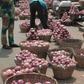 Agbogbloshie onion traders