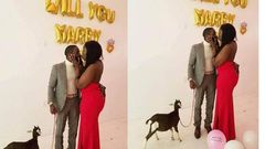 Hilarious reactions as man proposes to fiancée with goat
