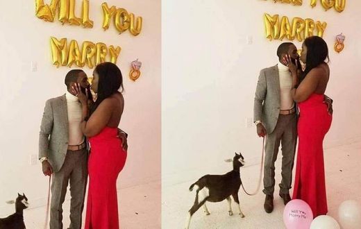 Hilarious reactions as man proposes to fiancée with goat