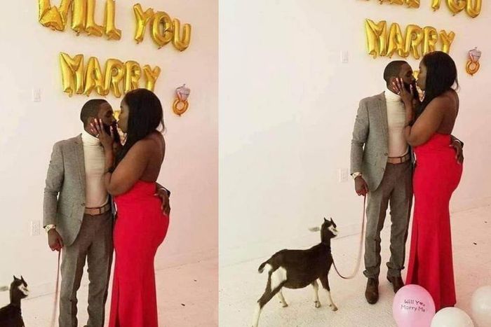 Hilarious reactions as man proposes to fiancée with goat