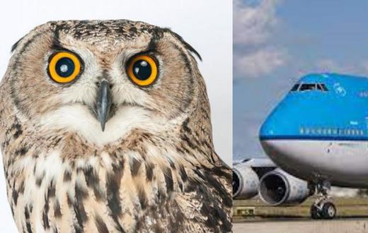 KLM cancels flight as bird hijacks plane at Kotoka International Airport, prevents it from flying