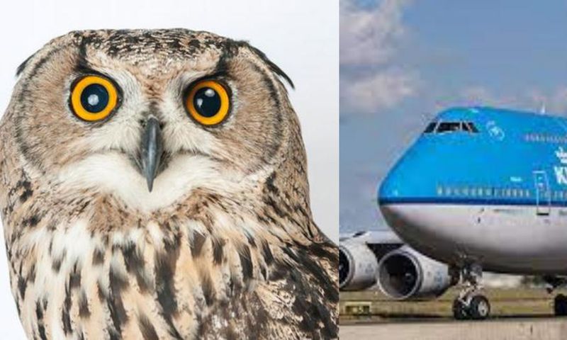 KLM cancels flight as bird hijacks plane at Kotoka International Airport, prevents it from flying