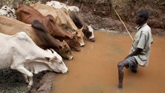 Food and Agriculture Organization (FAO)