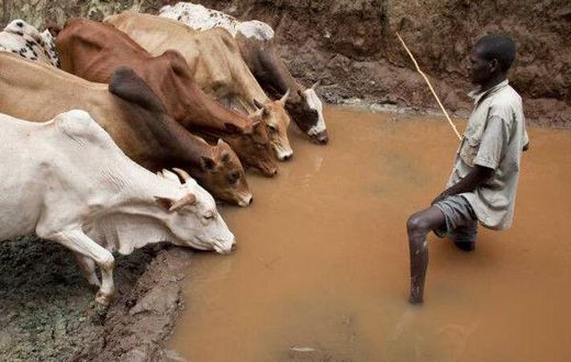 Food and Agriculture Organization (FAO)