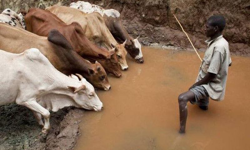 Food and Agriculture Organization (FAO)