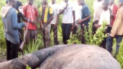 Elephants kill farmer with 3 wives and 13 children in East Mamprusi
