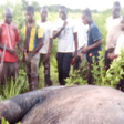 Elephants kill farmer with 3 wives and 13 children in East Mamprusi
