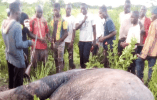 Elephants kill farmer with 3 wives and 13 children in East Mamprusi