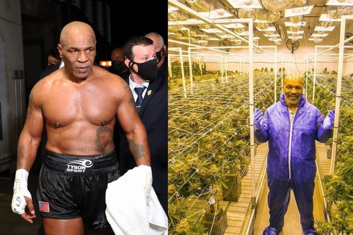 Mike Tyson: Malawi wants ex-boxer to be its cannabis ambassador