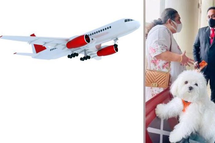 Woman books an entire business class cabin for her dog