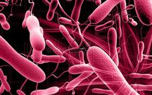 14 lives lost in Western Region cholera outbreak as cases surpass 800
