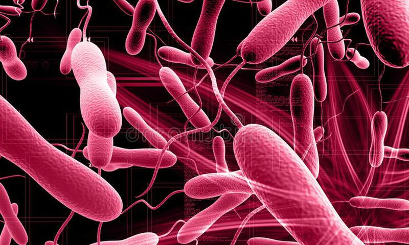 Cholera bacteria