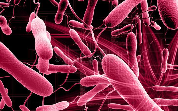 14 lives lost in Western Region cholera outbreak as cases surpass 800
