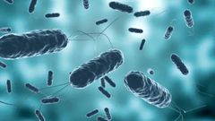 Cholera