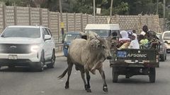 Stray cattle