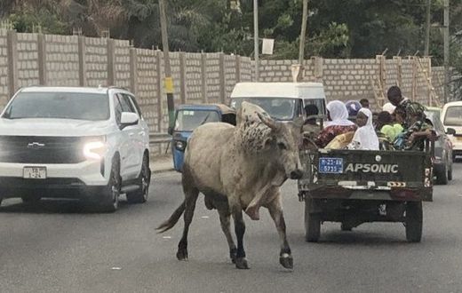Stray cattle