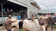 All stray cattle will be killed and fed to prisoners – Kumasi Mayor warns