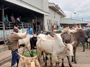 All stray cattle will be killed and fed to prisoners – Kumasi Mayor warns