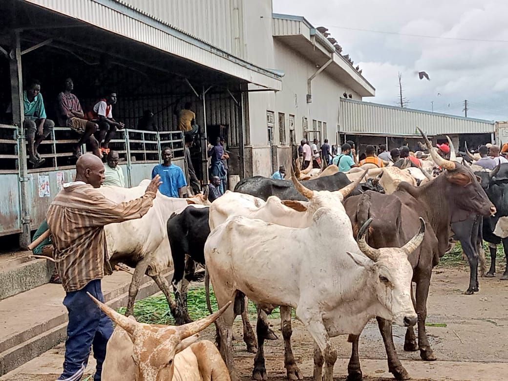 All stray cattle will be killed and fed to prisoners – Kumasi Mayor warns