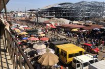 All stray cattle will be killed and fed to prisoners – Kumasi Mayor warns