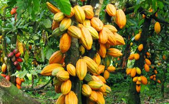 Ghana Cocoa