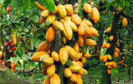 Ghana Cocoa