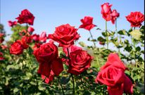 After the roses Fade: Here's how to preserve the meaning of love all year after Valentine's day